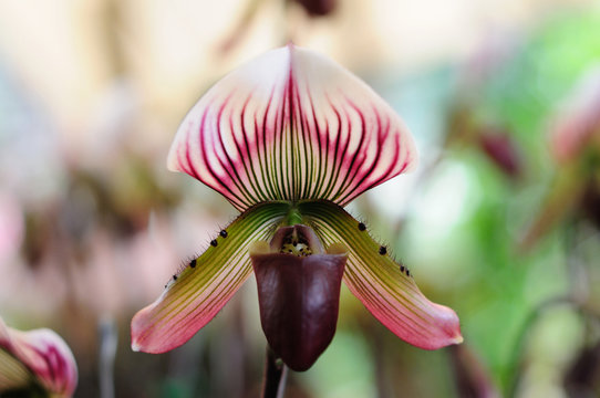 Slipper Orchid (Paphiopedilum)