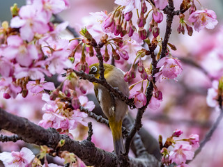 Fototapeta premium A Japanese white-eye, also called a warbling white-eye or mountain white-eye, Zosterops japonicus, perches among the the plum blossoms of early spring in western Yokohama, Japan.