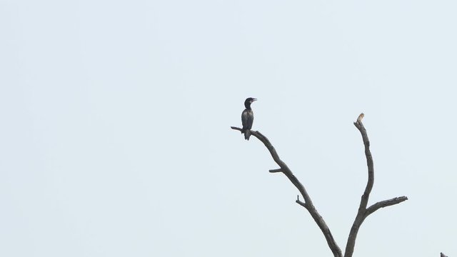 Double-Crested Cormorant on a branch at wildlife nature