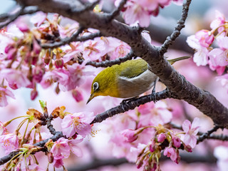 A Japanese white-eye, also called a warbling white-eye or mountain white-eye, Zosterops japonicus, perches among the the plum blossoms of early spring in western Yokohama, Japan.