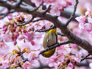 A Japanese white-eye, also called a warbling white-eye or mountain white-eye, Zosterops japonicus, perches among the the plum blossoms of early spring in western Yokohama, Japan.