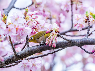 A Japanese white-eye, also called a warbling white-eye or mountain white-eye, Zosterops japonicus, perches among the the plum blossoms of early spring in western Yokohama, Japan.