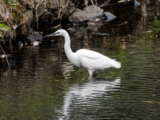 white little egret stands in a reservoir pond 2