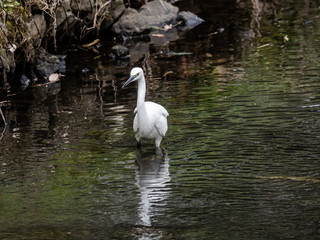 white little egret stands in a reservoir pond 3