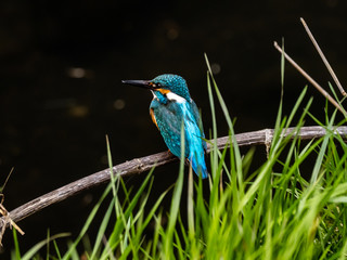 common kingfisher perched beside Izumi River 2