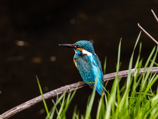 common kingfisher perched beside Izumi River 3