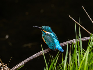 common kingfisher perched beside Izumi River 6
