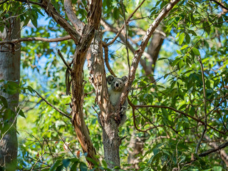 Fototapeta na wymiar An Australian Koala Sitting In a Gum Tree