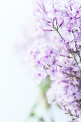 A bouquet of lilacs in front of light background, vintage colors