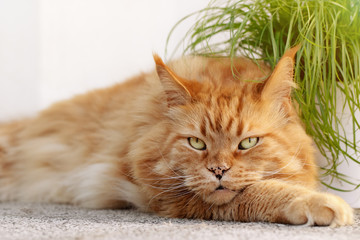Red Maine coon cat having a rest near the cat grass. How to prevent and treat hairballs for your cat. Veterinary concept. Pet care. 