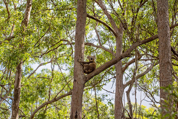 An Australian Koala Sitting In a Gum Tree