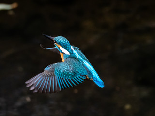 common kingfisher in flight over Izumi River 3
