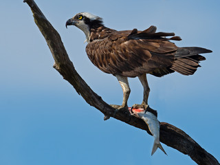 Osprey in Tree Eating a Fish