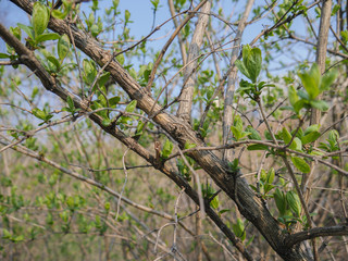 Green buds in spring. Selective focus with shallow depth of field.