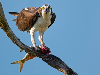 Osprey in Tree Eating a Fish