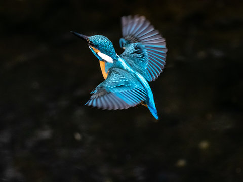 common kingfisher in flight over Izumi River 2