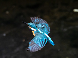 common kingfisher in flight over Izumi River 11