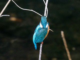 common kingfisher perched beside Izumi River 17