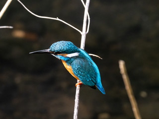 common kingfisher perched beside Izumi River 18