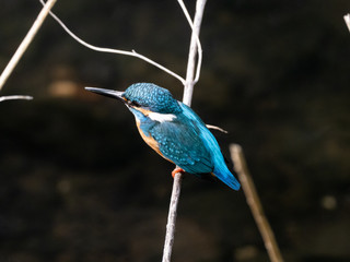 common kingfisher perched beside Izumi River 21