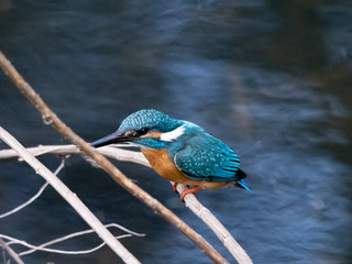 common kingfisher perched beside Izumi River 23