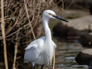 white little egret stands in a reservoir pond 7