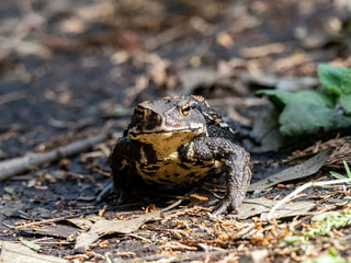 Japanese common toad walks on forest floor 1