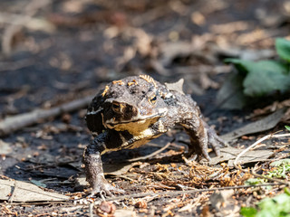 Japanese common toad walks on forest floor 2