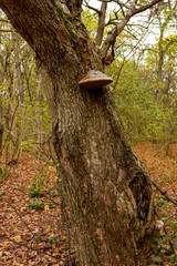 Autumn forest, nature walks on a Sunny day, the colors of the day.