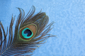 peacock feather close up