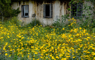 Obraz premium Spring yellow marguerite blooming flowers in front of an abandoned building.