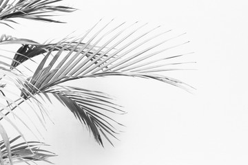 Obraz premium Abstract gray shadow background of palm leaves, black and white monochrome tone