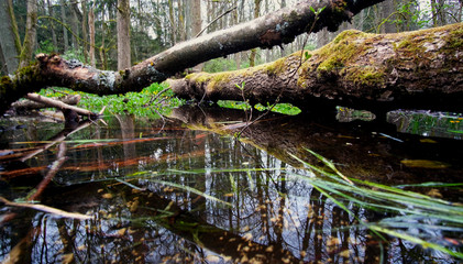 Beautiful nature and relaxing peace in the nature reserve on a spring day.