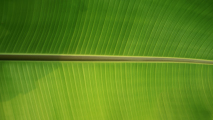 Closeup of petiole and banana leaf texture abstract background