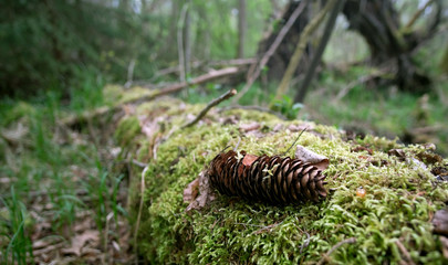 Forest walk in the nature reserve on an early morning in spring. 