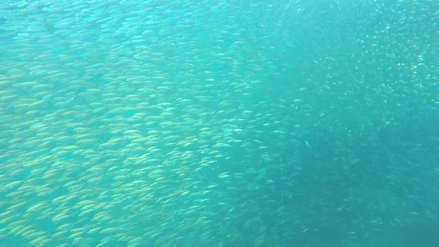 school of fish swimming freely under the water ii