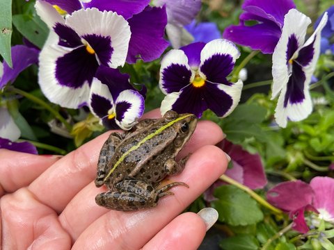 Pool green frog in the hand