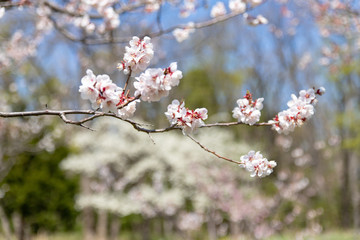 Fototapeta premium 北海道 札幌市で美しく咲く梅の花