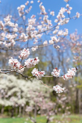 北海道　札幌市で美しく咲く梅の花