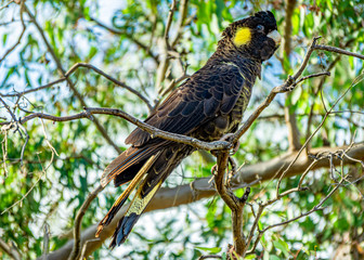 Yellow Tailed Black Cockatoo