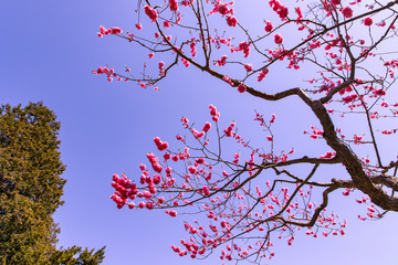 北海道　札幌市で美しく咲く梅の花