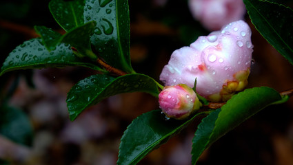 Camellia bud in the rain and dew