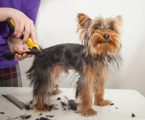 haircut of a small York dog on a light table in a light room with scissors and a clipper
