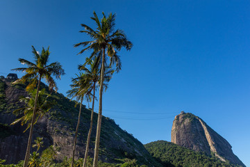 Fototapeta na wymiar sugar loaf hill with coconut trees and the red beach in Rio de Janeiro