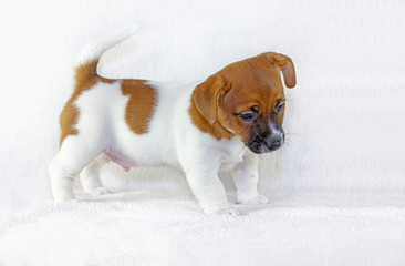 Cute puppy male Jack Russell Terrier makes the first steps on a white background. Horizontal format