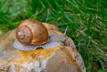 Grape snail on a stone on a blurred background, illuminated by the sun.
