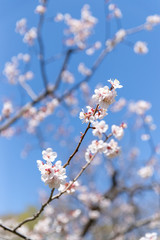 北海道　札幌市で美しく咲く梅の花