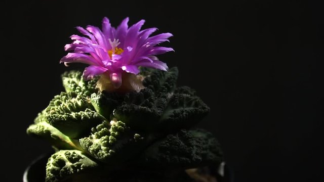 Still life photography of Cactus, Pot of Ariocapus Godzilla on black background, succulent pot plant for decorative in house, selective focus and free space for text. Park and garden backgroun concept