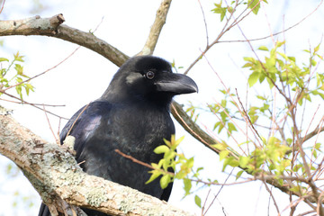 A crow in a tree - closeup