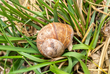 Snail hide in a it shell on green grass.